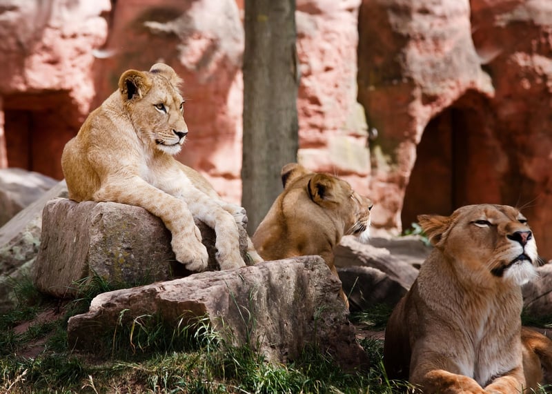 Lion Safari